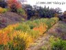 Nikitsky Botanic Garden1.jpg - 